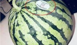 网红柴瓜怎么吃,解锁美味新境界